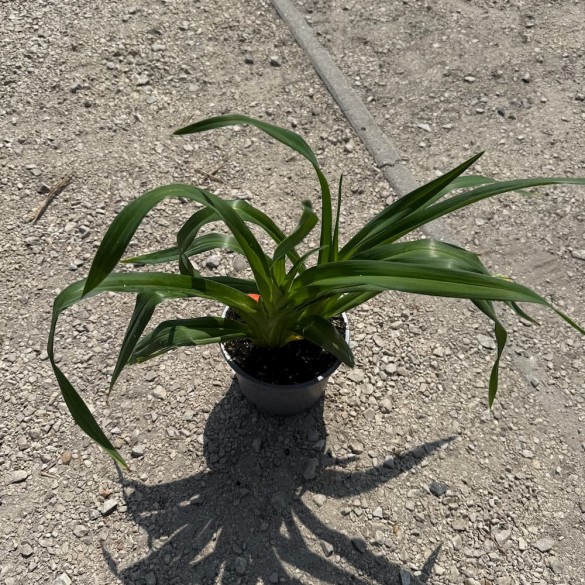 Hemerocallis 'South Seas' - Sásliliom
