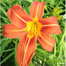 Hemerocallis fulva - Vöröslő sásliliom