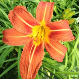 Hemerocallis fulva - Vöröslő sásliliom