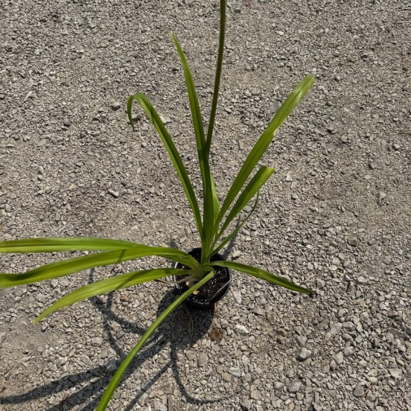 Hemerocallis fulva - Vöröslő sásliliom