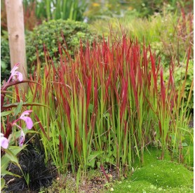Imperata cylindrica 'Red Baron' - Alangfű