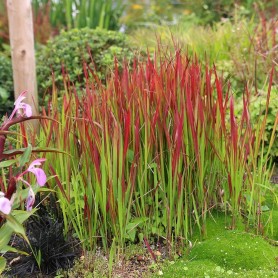 Imperata cylindrica 'Red Baron' - Alangfű
