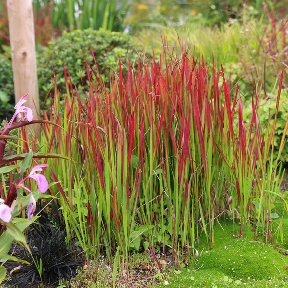 Imperata cylindrica 'Red Baron' - Alangfű