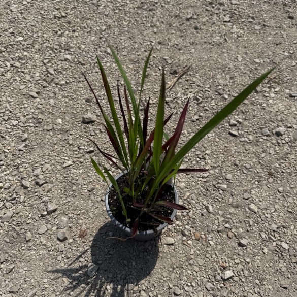 Imperata cylindrica 'Red Baron' - Alangfű