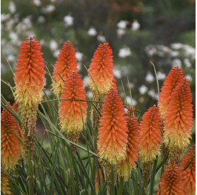 Kniphofia 'Backdraft' - Fáklyaliliom