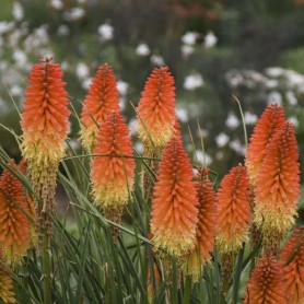 Kniphofia 'Backdraft' - Fáklyaliliom