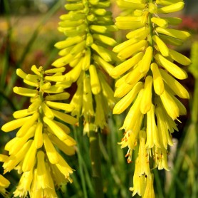 Kniphofia 'Lemon Popsicle' - Fürtös Fáklyaliliom