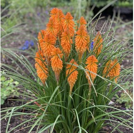 Kniphofia 'Orange Blaze' - Fáklyaliliom