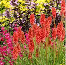 Kniphofia 'Red Hot Popsicle' - Fürtös Fáklyaliliom