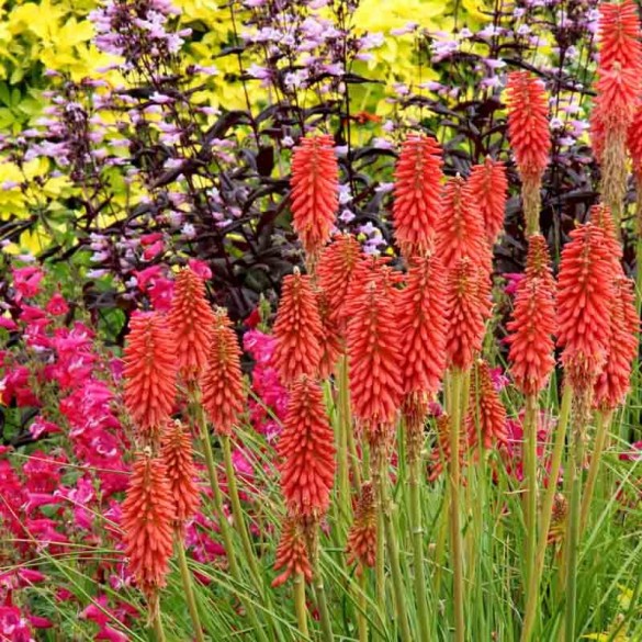 Kniphofia 'Red Hot Popsicle' - Fürtös Fáklyaliliom