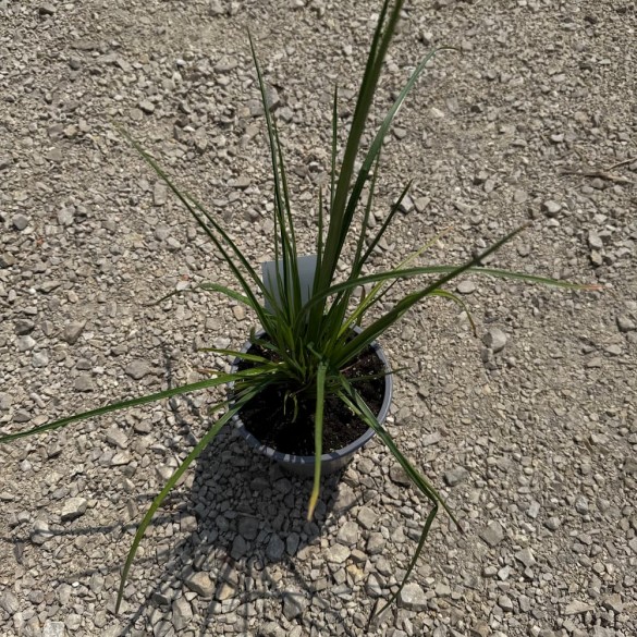Kniphofia 'Red Hot Popsicle' - Fürtös Fáklyaliliom