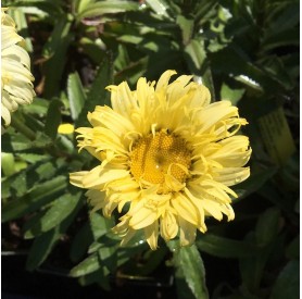 Leucanthemum 'Goldfinch' - Margaréta