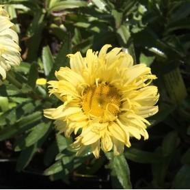 Leucanthemum 'Goldfinch' - Margaréta