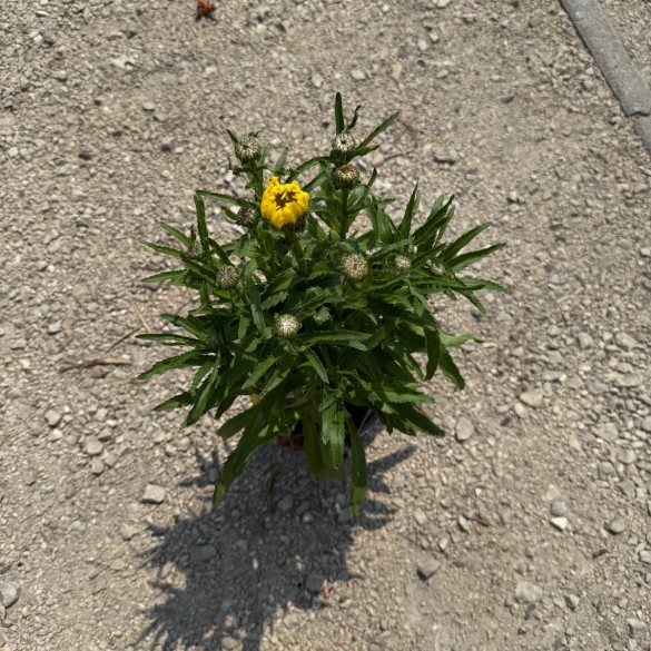 Leucanthemum 'Goldfinch' - Margaréta