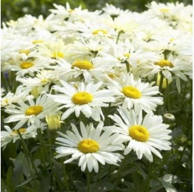 Leucanthemum x superbum - Margaréta