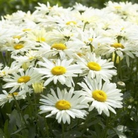 Leucanthemum x superbum - Margaréta