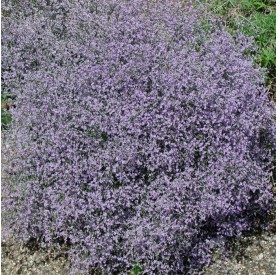 Limonium latifolium - Széleslevelű sóvirág