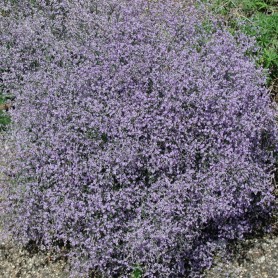 Limonium latifolium - Széleslevelű sóvirág