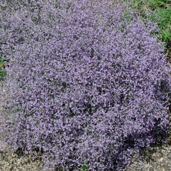 Limonium latifolium - Széleslevelű sóvirág