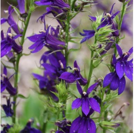 Lobelia speciosa 'Starship Blue' - Pompás lobélia