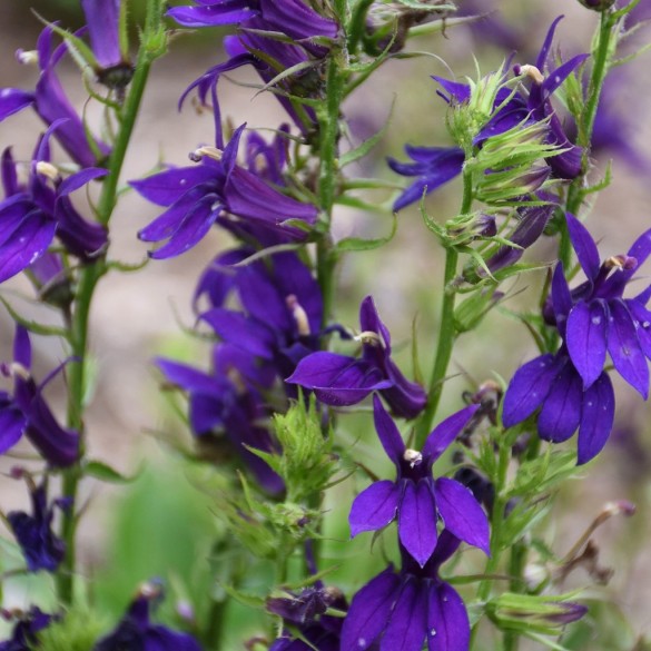 Lobelia speciosa 'Starship Blue' - Pompás lobélia