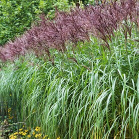 Miscanthus sinensis 'Malepartus' - Molnárpántlika