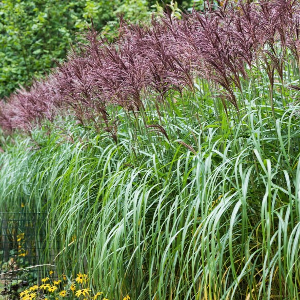 Miscanthus sinensis 'Malepartus' - Molnárpántlika