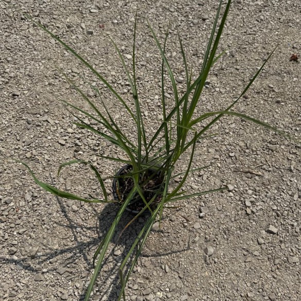 Miscanthus sinensis 'Malepartus' - Molnárpántlika
