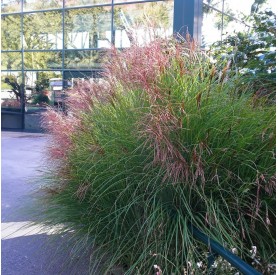 Miscanthus sinensis 'Red Cloud' - Molnárpántlika
