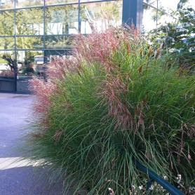 Miscanthus sinensis 'Red Cloud' - Molnárpántlika