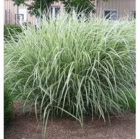 Miscanthus sinensis 'Variegatus' - Molnárpántlika