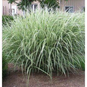 Miscanthus sinensis 'Variegatus' - Molnárpántlika