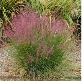 Muhlenbergia capillaris - Vattacukorfű
