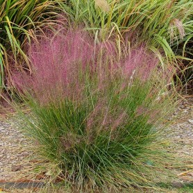 Muhlenbergia capillaris - Vattacukorfű