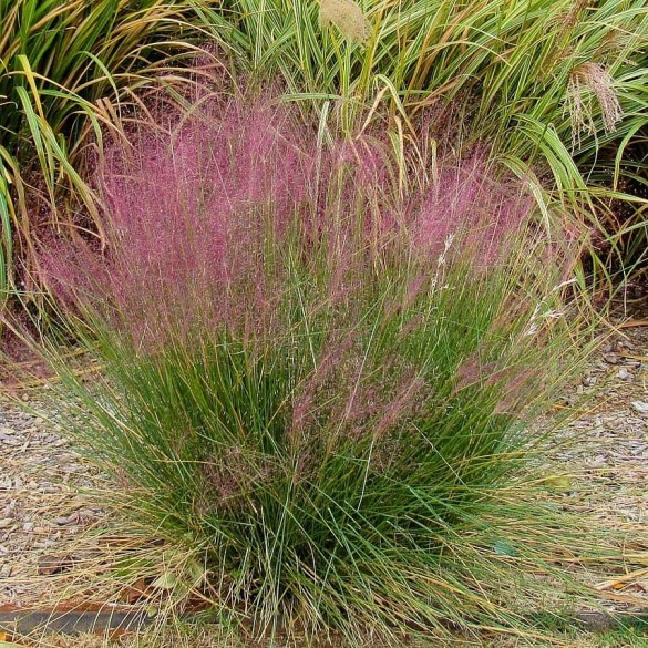 Muhlenbergia capillaris - Vattacukorfű