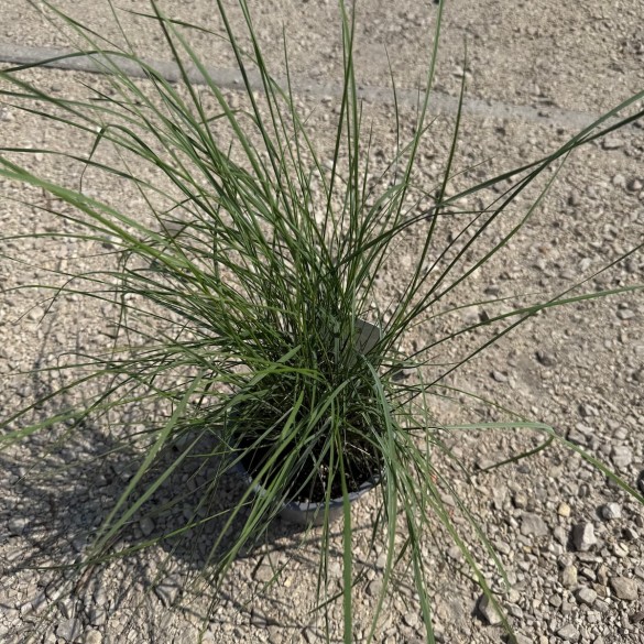 Muhlenbergia capillaris - Vattacukorfű