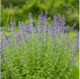 Nepeta 'Six Hills Giant' - Macskamenta