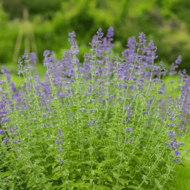 Nepeta 'Six Hills Giant' - Macskamenta