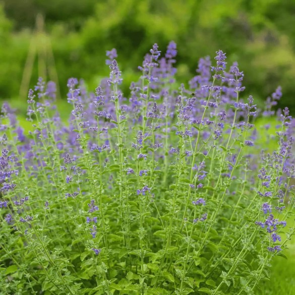 Nepeta 'Six Hills Giant' - Macskamenta