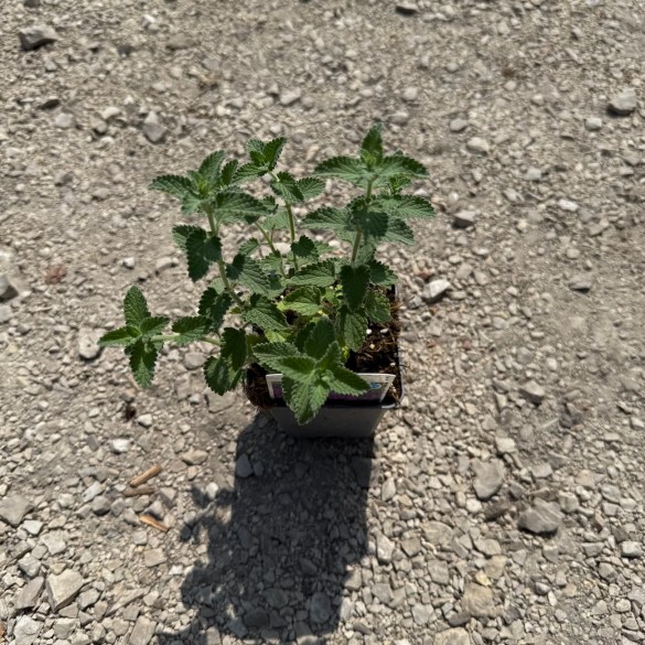 Nepeta 'Six Hills Giant' - Macskamenta