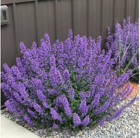 Nepeta 'Walker's Low' - Macskamenta