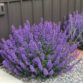 Nepeta 'Walker's Low' - Macskamenta