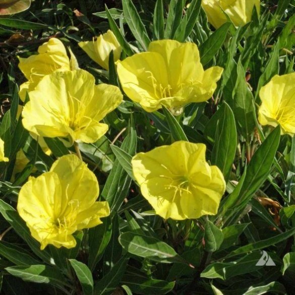 Oenothera macrocarpa - Missouri ligetszépe