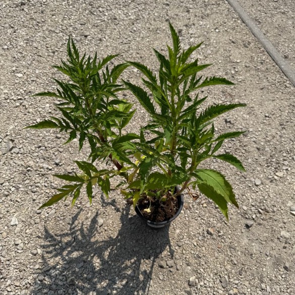 Patrinia scabiosifolia - Aranycsipke