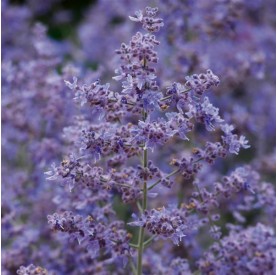 Perovskia atriplicifolia 'Bluesette' - Sudárzsálya