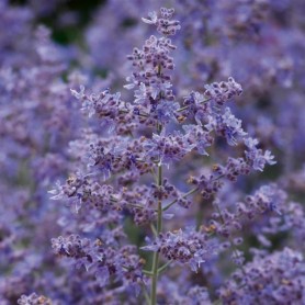 Perovskia atriplicifolia 'Bluesette' - Sudárzsálya