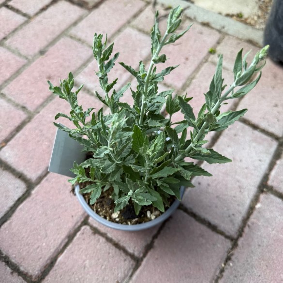 Perovskia atriplicifolia 'Bluesette' - Sudárzsálya