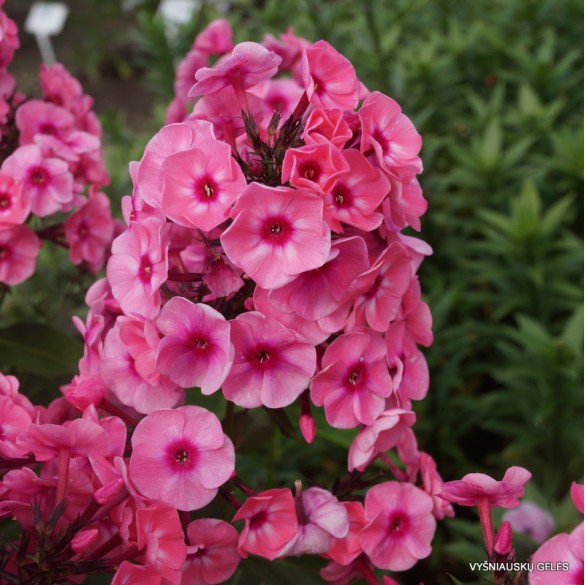 Phlox paniculata 'Anastasia' - Bugás lángvirág
