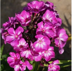 Phlox 'Sweet Summer Surprise' - Bugás lángvirág