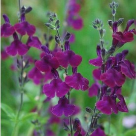 Salvia 'Nachtvlinder' - Zsálya